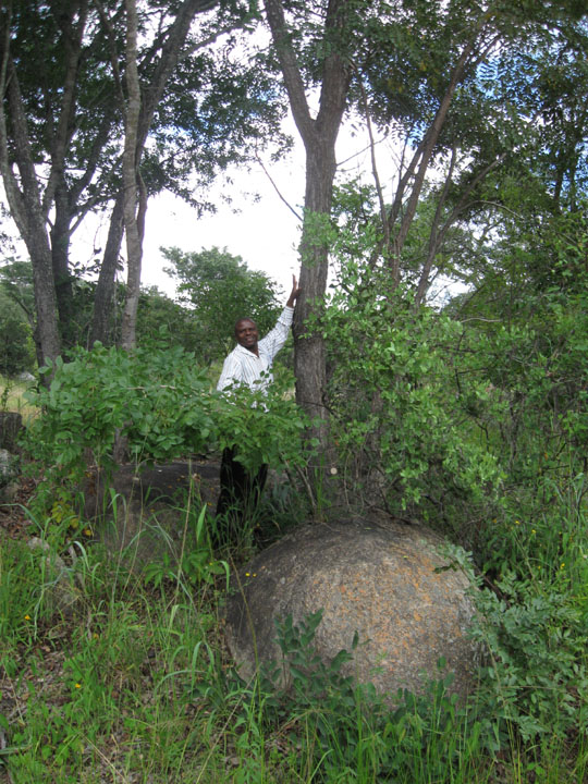 fradreck-with-mubvamaropa-tree Mubvamarope tree.