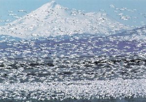 Postcard image of snow geese